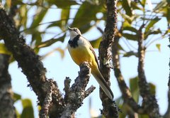 Motacilla flaviventris