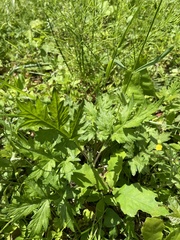 Artemisia princeps