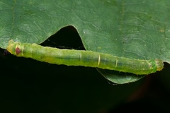 Lomographa bimaculata