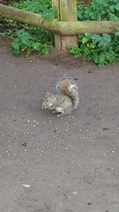 Sciurus carolinensis