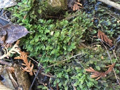 Fissidens osmundioides
