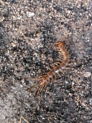Lithobius