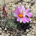 Schummann's Nipple Cactus - Photo (c) jrebman, some rights reserved (CC BY-NC), uploaded by jrebman