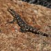 Karoo Girdled Lizard - Photo (c) Tony Rebelo, some rights reserved (CC BY-SA), uploaded by Tony Rebelo