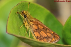 Metisella midas