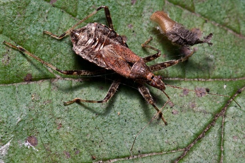 Žiaurioji Skerdblakė nuotrauka