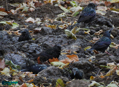 Sturnus vulgaris