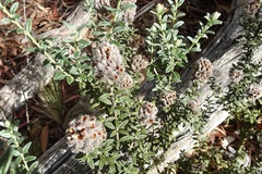 Oxylobium ellipticum