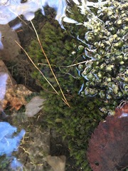 Fissidens osmundioides