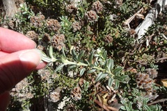 Oxylobium ellipticum