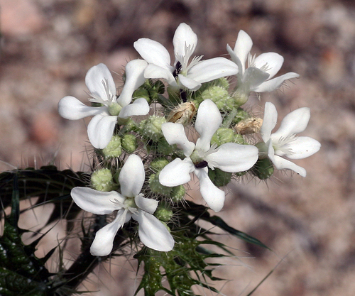 Spotted Bullnettle