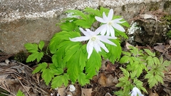 Anemonoides pseudoaltaica