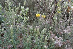 Oxylobium ellipticum