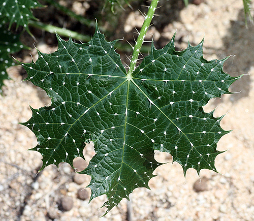 Spotted Bullnettle