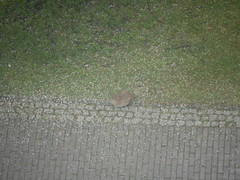 Oryctolagus cuniculus