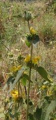 Phlomis viscosa