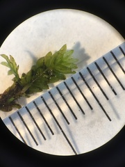 Fissidens osmundioides