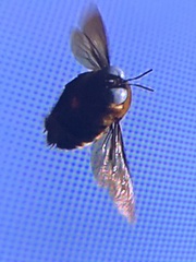 Xylocopa phalothorax