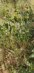 Phlomis viscosa