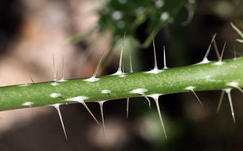 Spotted Bullnettle