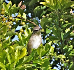 Prinia subflava pondoensis