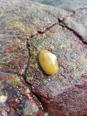 Coecella chinensis