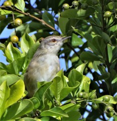 Prinia subflava pondoensis