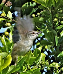Prinia subflava pondoensis