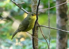 Xanthomixis zosterops