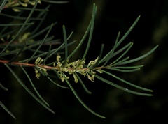 Hakea nodosa