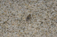 Apotropina ornatipennis