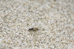 Apotropina ornatipennis