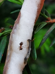Lasius emarginatus
