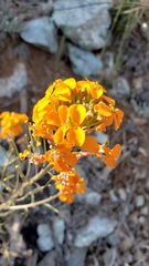 Erysimum capitatum capitatum
