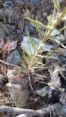 Erysimum capitatum capitatum