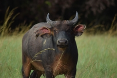 Syncerus caffer nanus