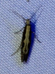 Agnippe prunifoliella