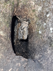 Mokopirirakau