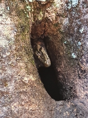 Mokopirirakau