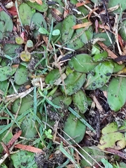 Mazus novaezeelandiae