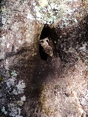 Mokopirirakau