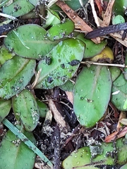 Mazus novaezeelandiae