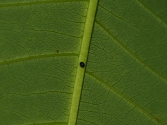 Stethorus cantonensis