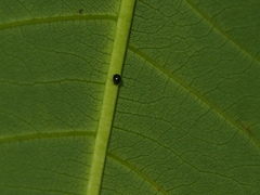 Stethorus cantonensis