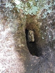 Mokopirirakau