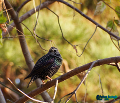 Sturnus vulgaris