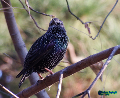 Sturnus vulgaris