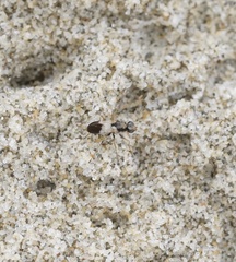 Apotropina ornatipennis