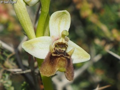 Ophrys bornmuelleri