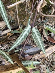Gardneria multiflora